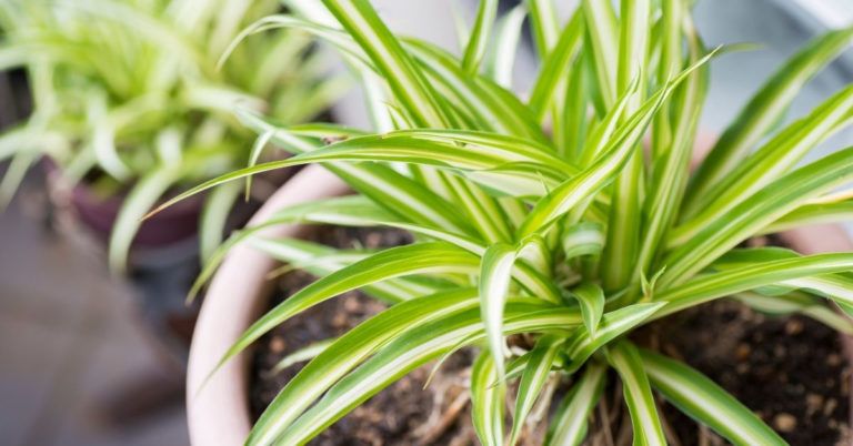 10 Benefits of Spider Plants You Should Know (Backed by Science!)