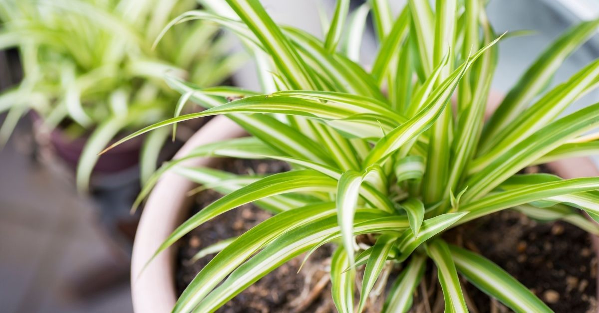 spider plants benefits: what is spider plants good for?
