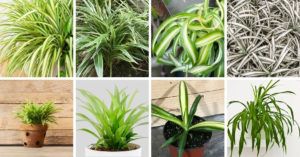 8 Different Types of Spider Plants You Should Know (With Pictures)