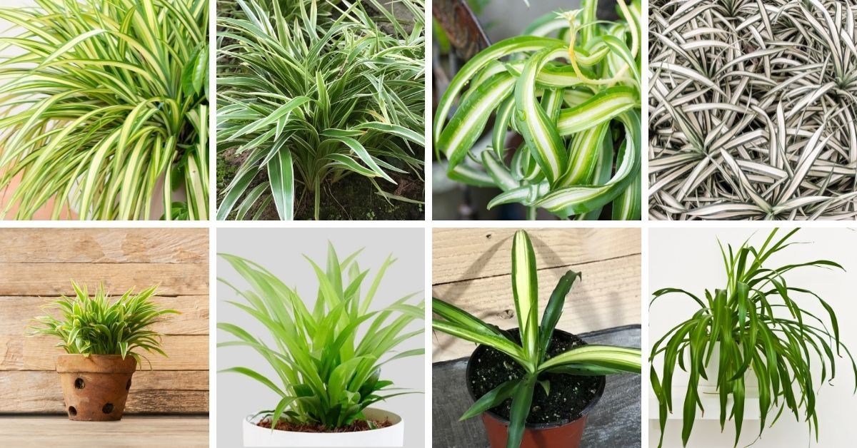 varieties of spider plants you should know