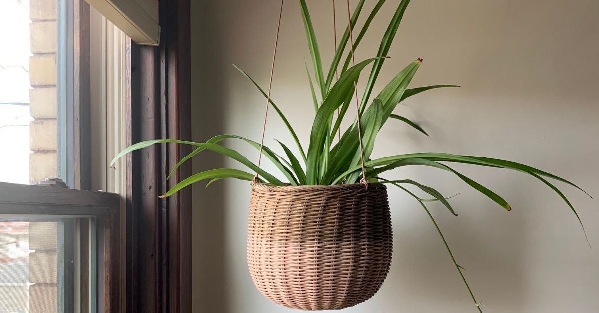 are there solid green spider plants out there?