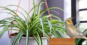 Are Spider Plants Toxic to Birds? (Answered)