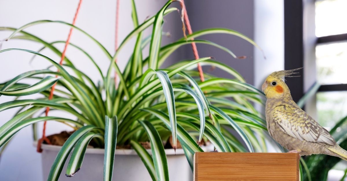 are spider plants poisonous for birds?