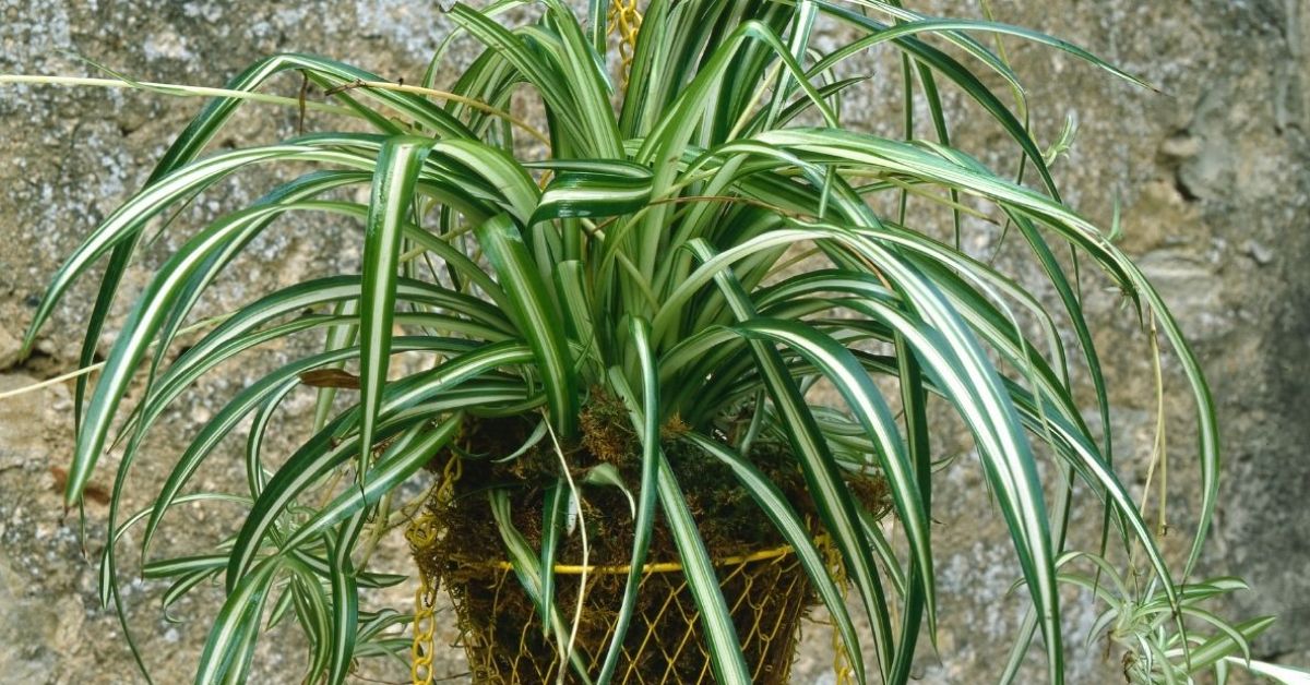 find out whether a spider plant can live outside your house.