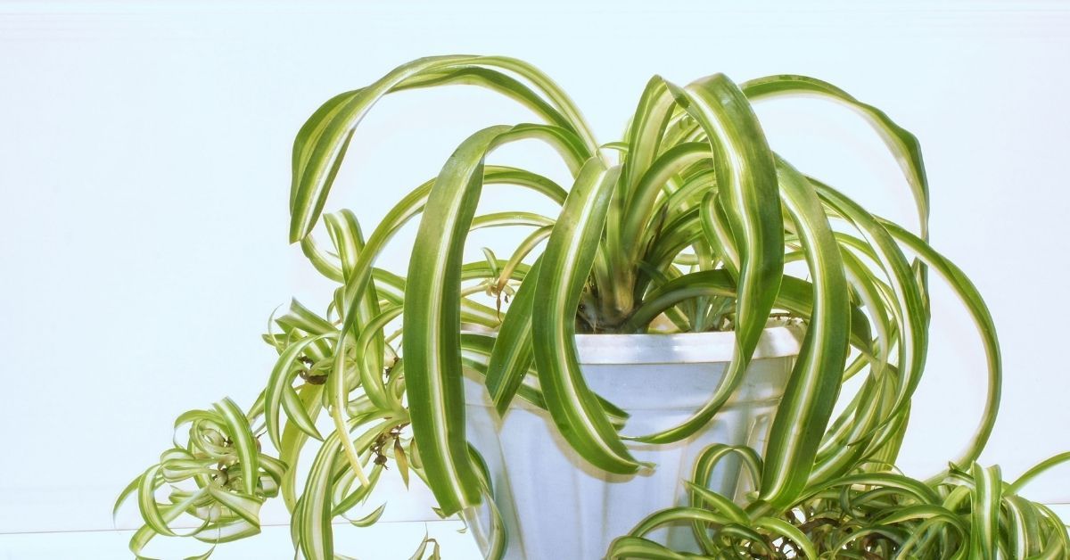 will spider plants freeze?