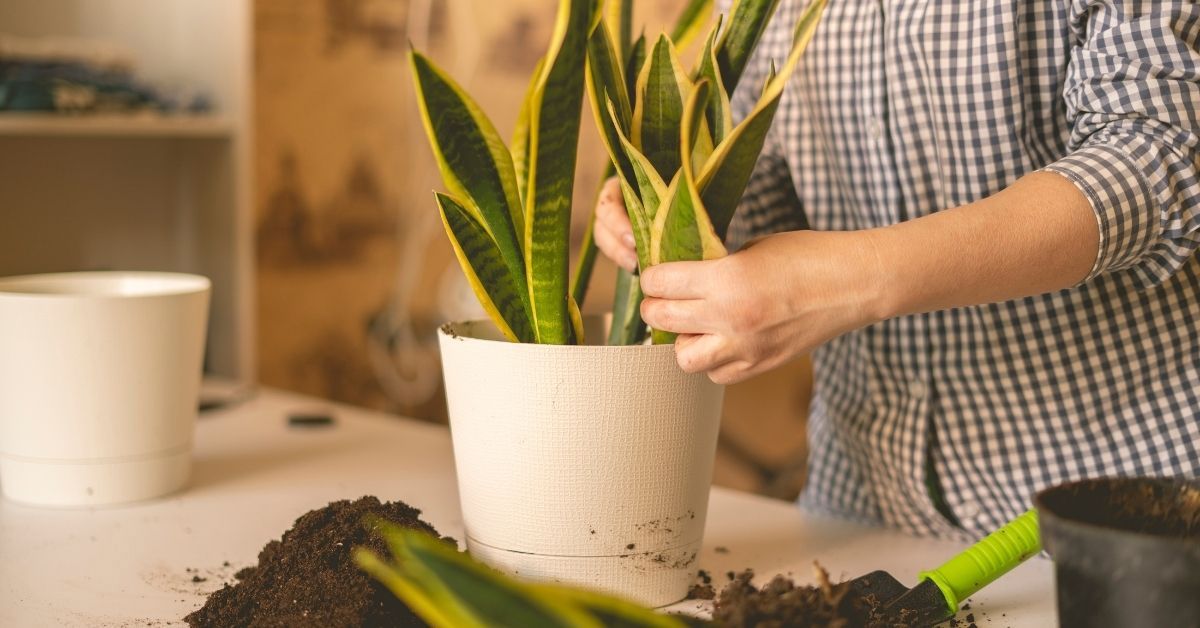 do you need pot with drainage holes for your snake plants?