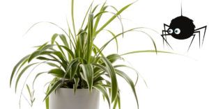 Do Spider Plants Attract Spiders? Read Before You Buy!