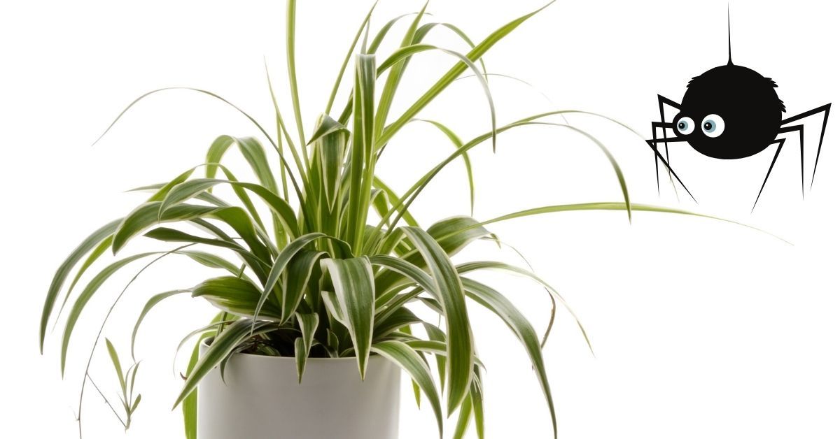will spider plants attract spider into your house?