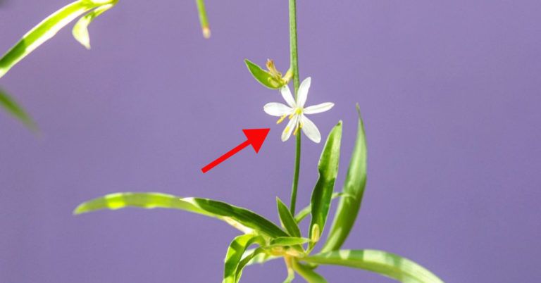 Do Spider Plants Flower? (Answered)