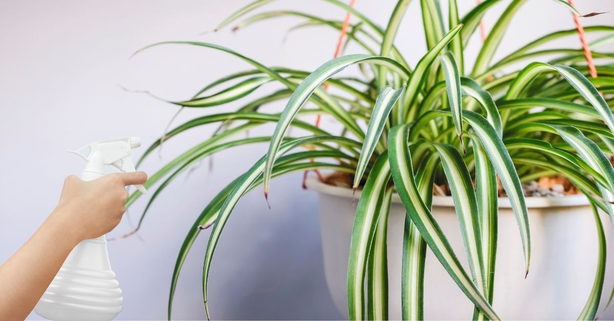 find out whether your spider plants like humidity or not