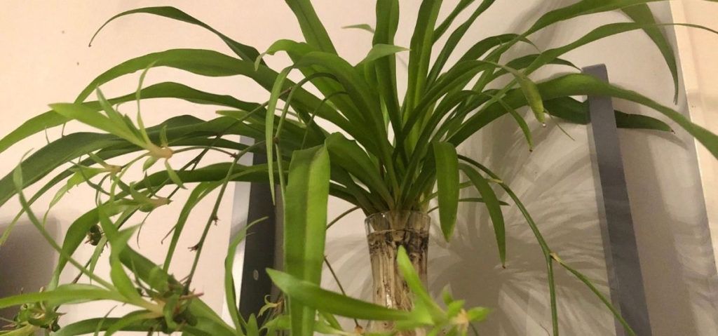 just like any other spider plant, you need to give the solid green spider plant the same attention and care you'd give to a spider plant.