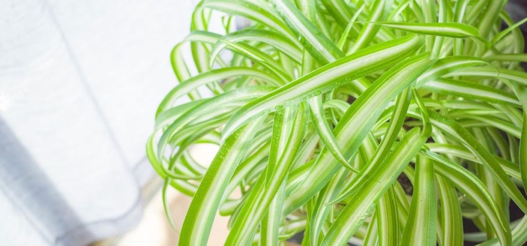 taking care of spider plant in winter