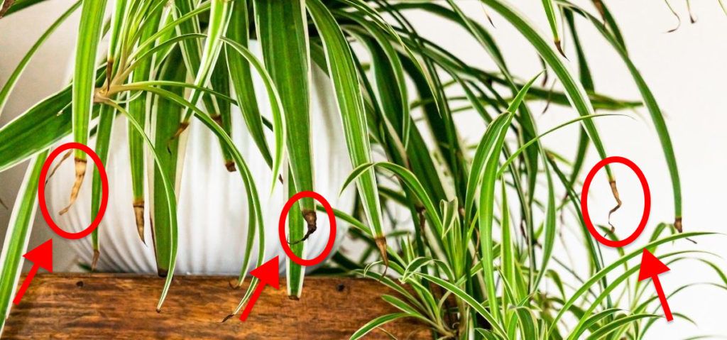 signs of overwatering spider plants