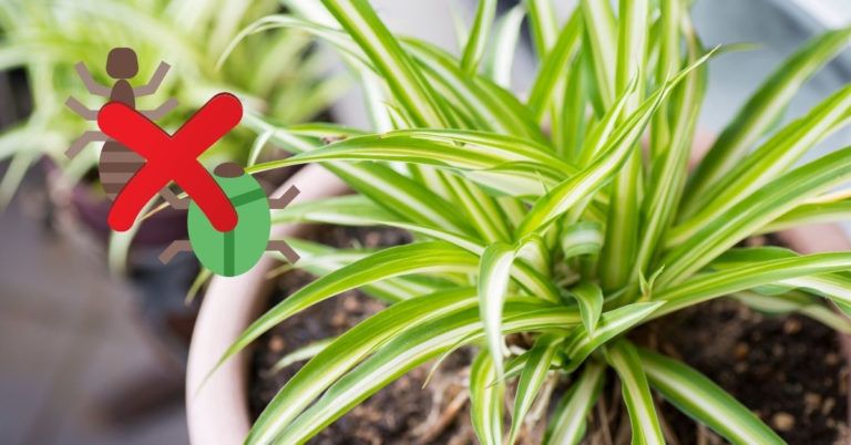 How to Get Rid of Bugs on Spider Plants? (6 Common Bugs and Solutions)