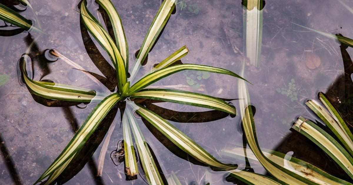 how do you save an overwatered spider plants