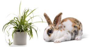 Is Spider Plant Toxic to Rabbits? (The truth!)