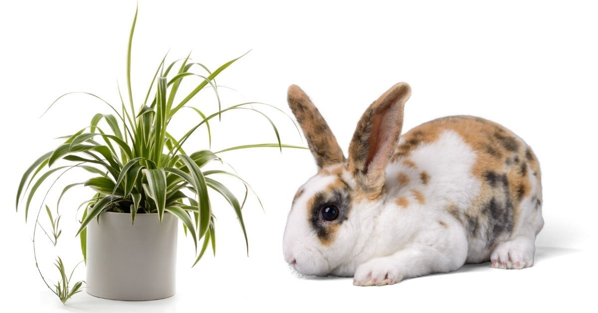 are spider plant poisonous for rabbits?
