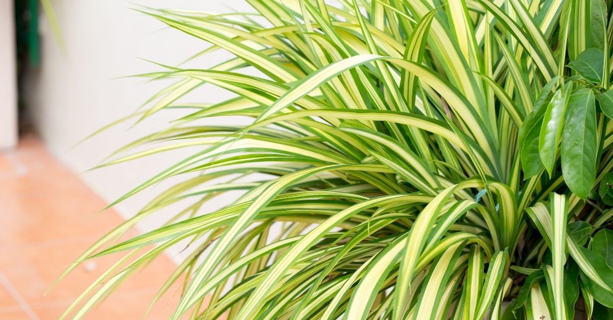 Spider plants are easy to take care of, and they look great in any home. Here are some tips on how you can keep your spider plant happy and healthy