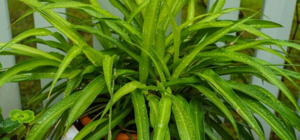a solid green spider plant is called the non-variegated spider plant