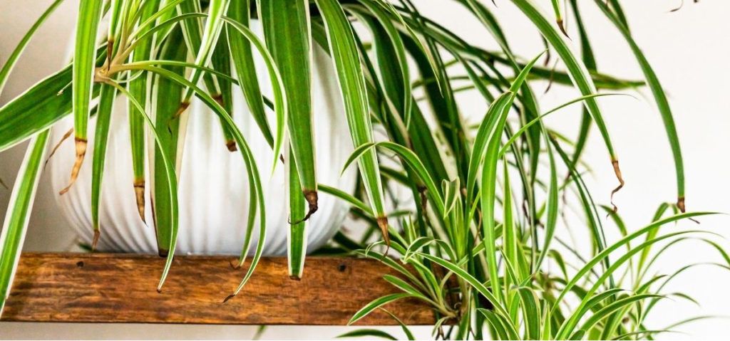 find out why your spider plant leaves turn brown