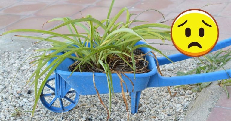 Why is My Spider Plant Dying? (7 Possible Causes and Fixes)