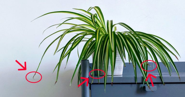 Why is My Spider Plant Turning Brown? Find Out Why!