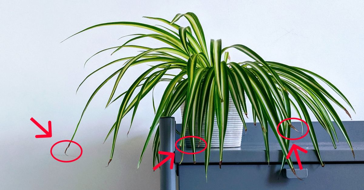learn why cause your spider plant to turn brown