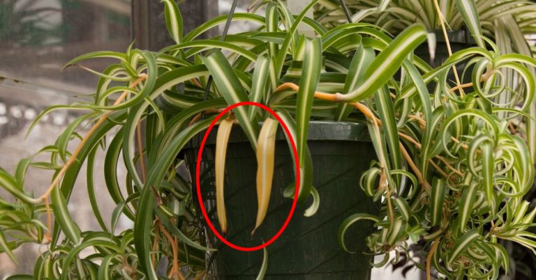 Why is My Spider Plant Turning Yellow? (Causes and Fixes)
