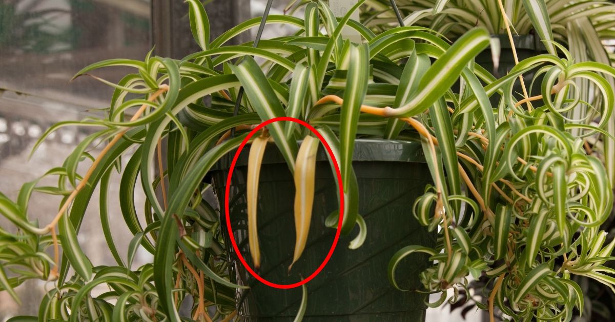 find out why your spider plant turning yellow