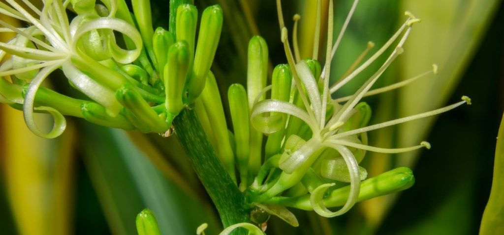 snake plant flowers close up