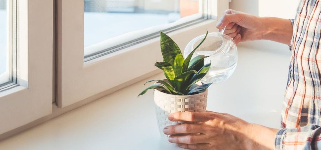 learn what is the best practice in watering a snake plant