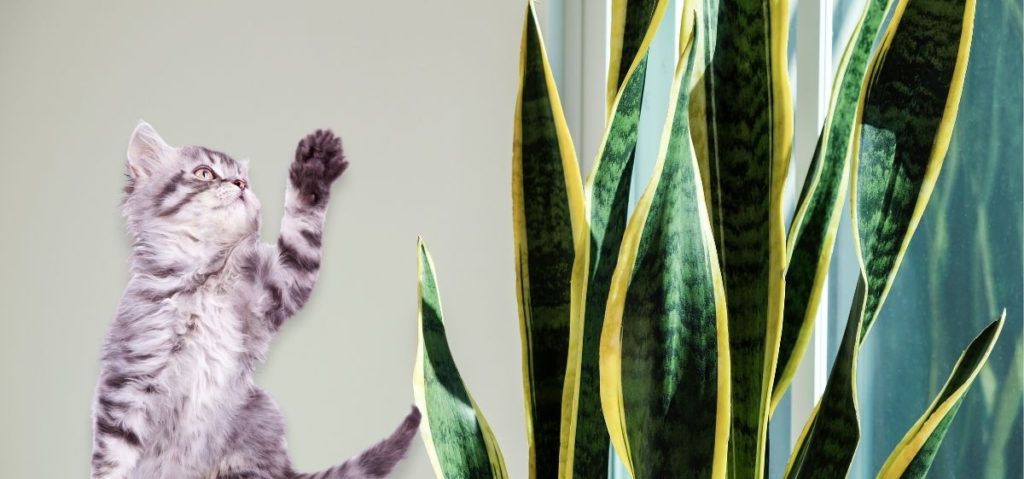 will eating a snake plant kills your cat?