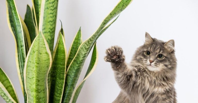 Are Snake Plants Toxic to Cats? Find Out How to Keep Your Cats Safe!