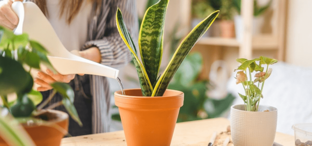 how often should give your snake plant some water?