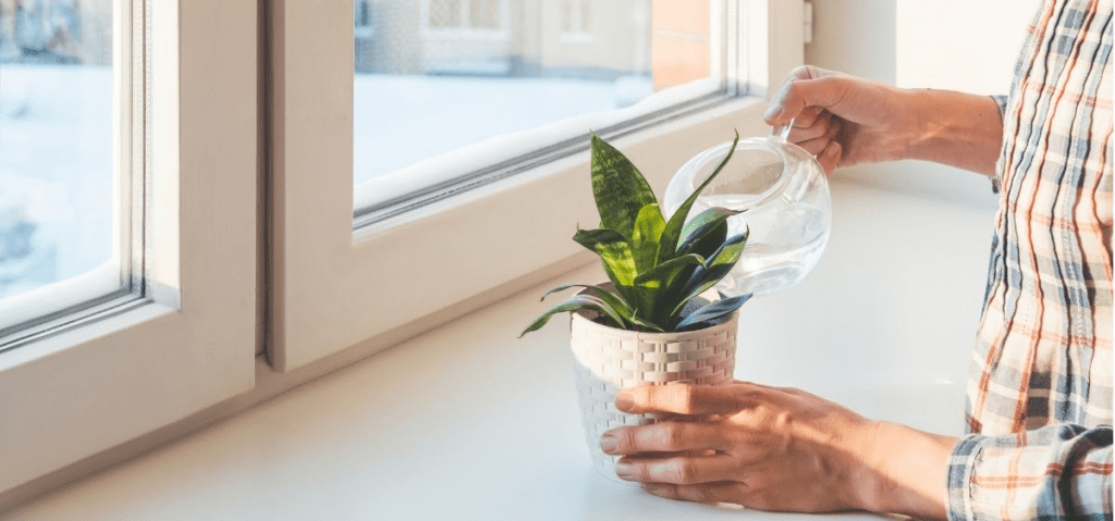 factors affecting snake plant's watering frequency
