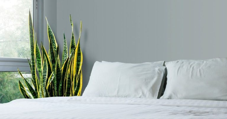 What Are Snake Plants Good For? 8 Benefits of Snake Plants You Should Know