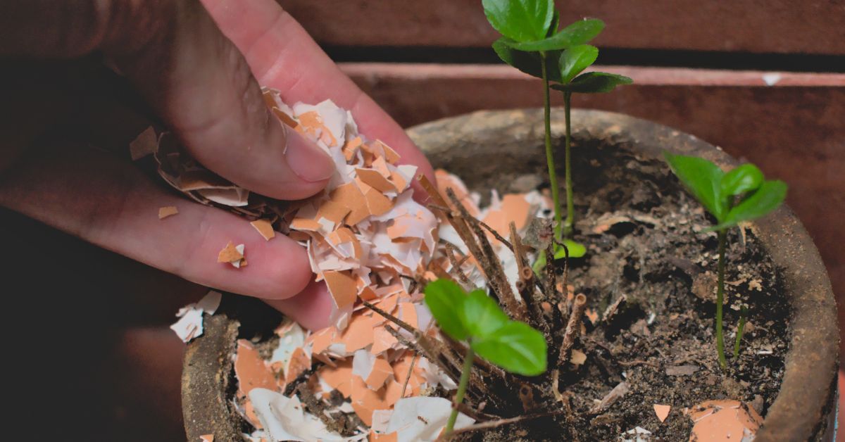Do eggshells offer any benefits to the plant you're growing?