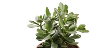 Are Jade Plants Poisonous? (Answered)