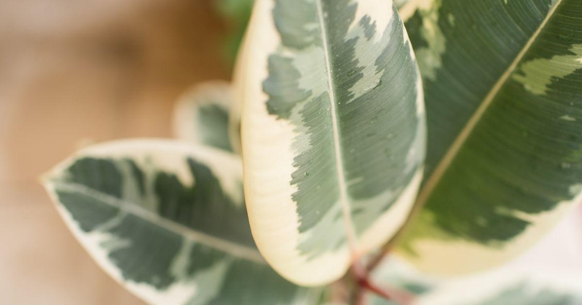how hard is it to take care of rubber plants?