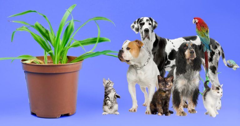 Are Spider Plants Safe for Pets? (The Answer Might Surprise You)