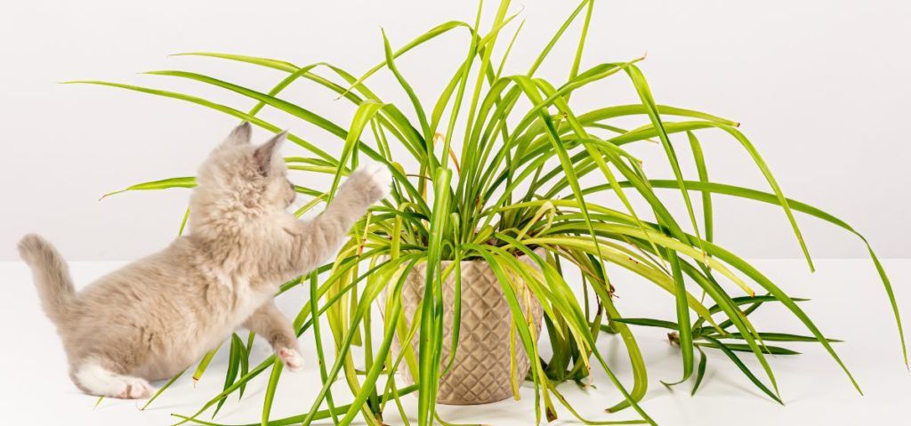 Are spider plants safe for pets to live in the house with?