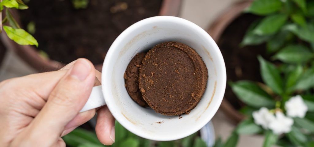What are the benefits of fertilizing with coffee grounds?