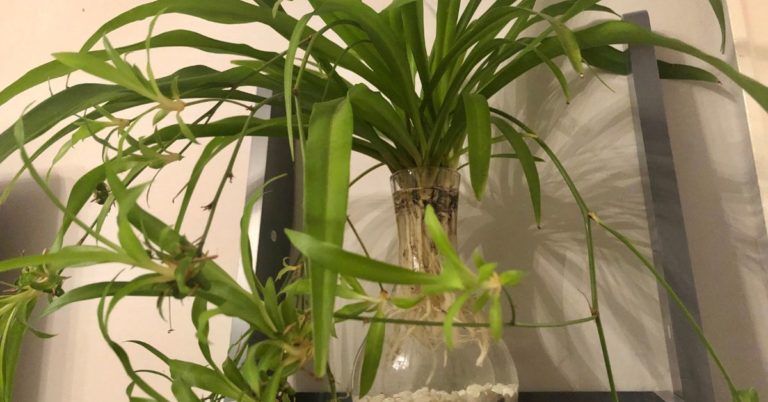 Can A Spider Plant Live in Just Water? (Revealed)