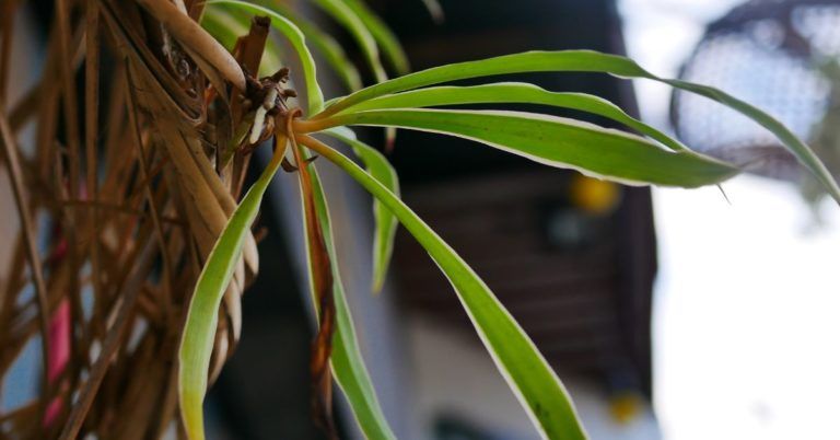 Can You Bring Back a Dead Spider Plant? (Yes, You Can!)