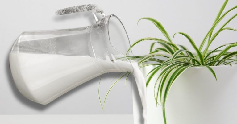 Can You Water Spider Plants with Milk? (Revealed)