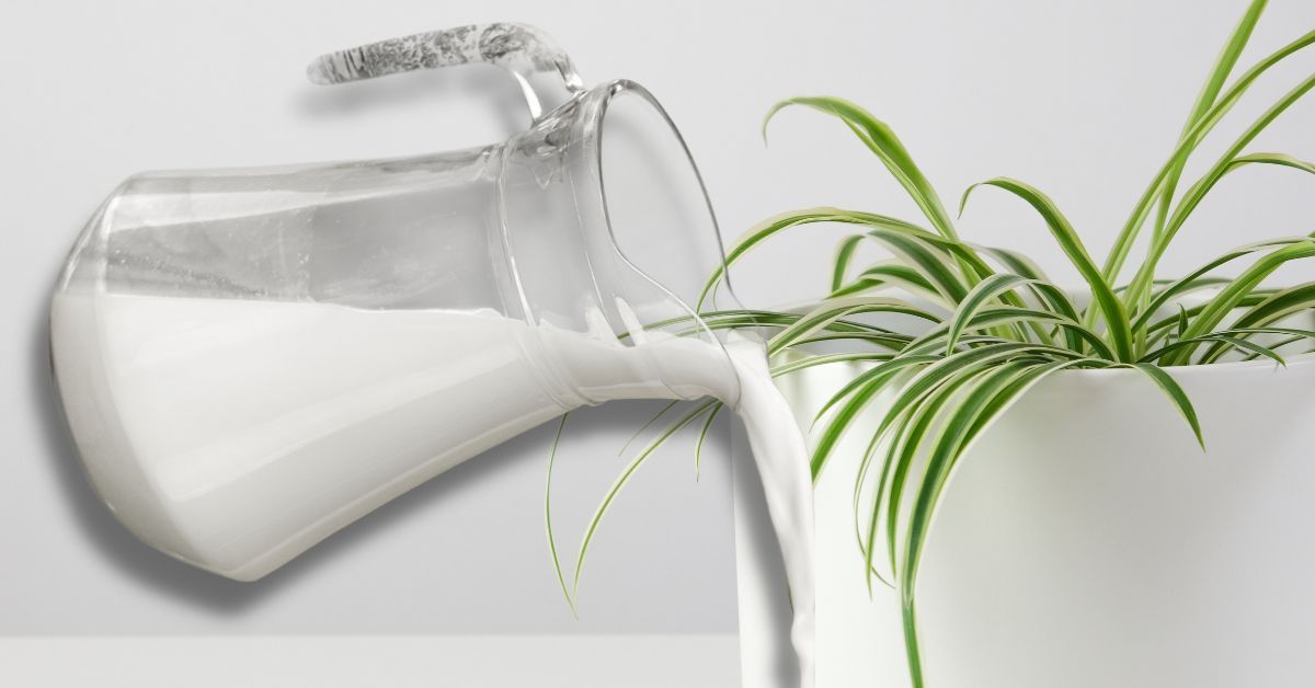 Is it possible to water spider plants with milk?