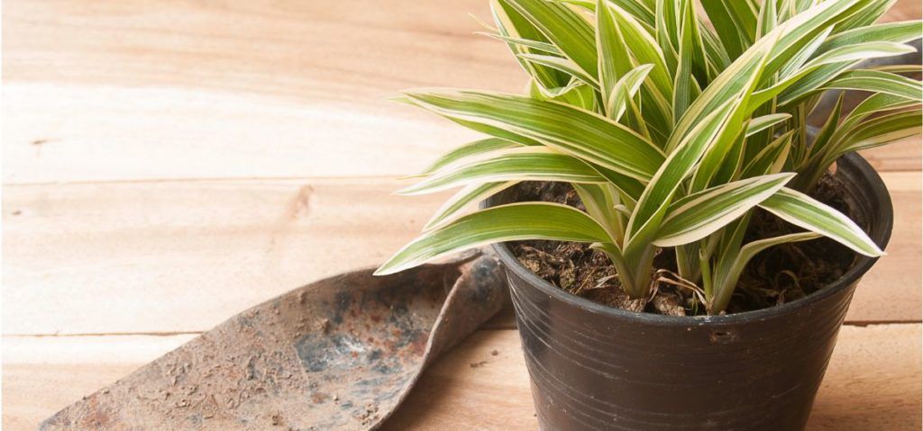 find out what you can do to save a dying spider plant