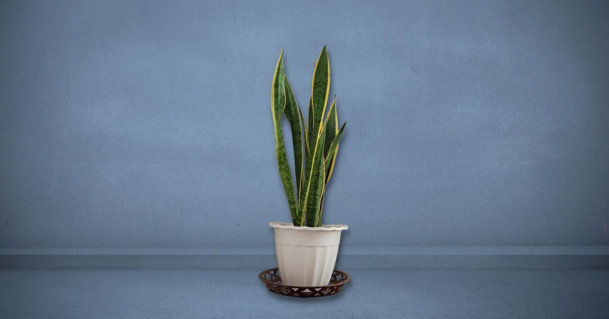 can a snake plant be in a room with no lights