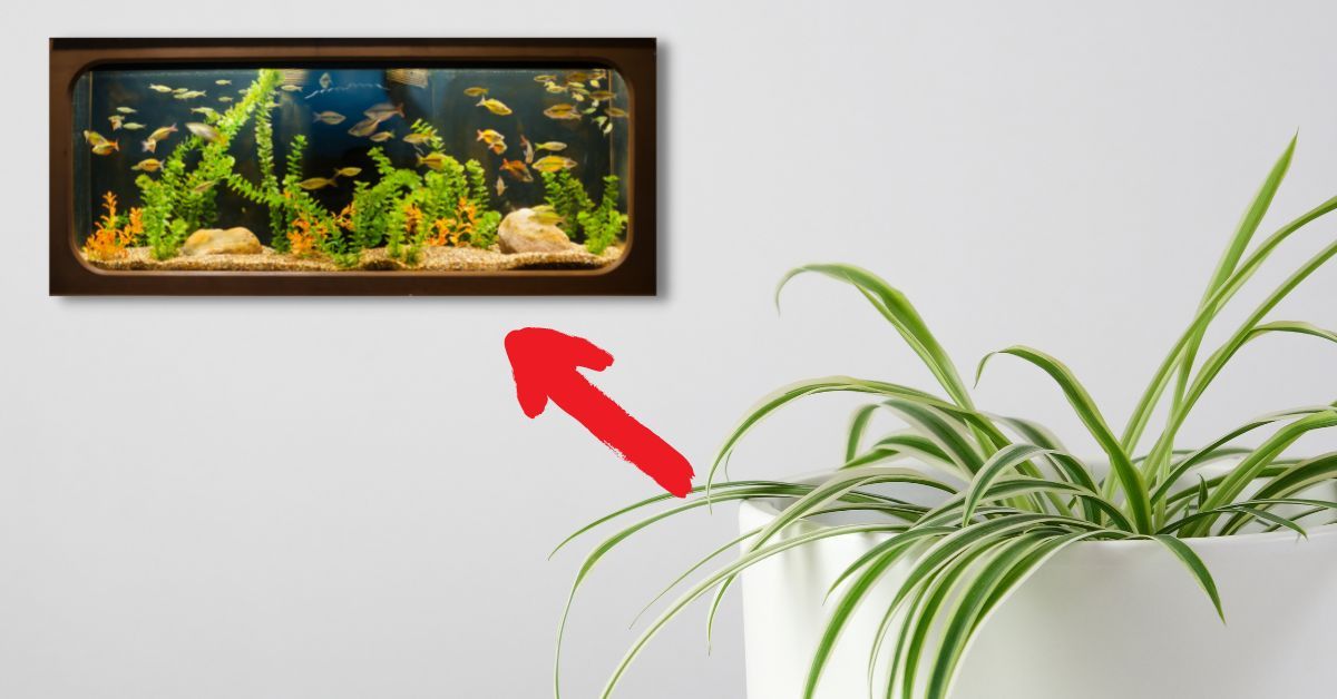 Can you put spider plants in a fish tank?