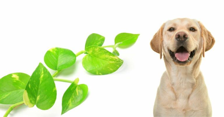 Are Pothos Toxic to Dogs? (Answered)
